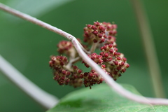 Ampelocissus tomentosa